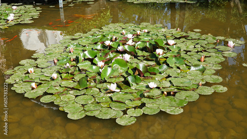 Water Lilies (Nymphaea) in Nature