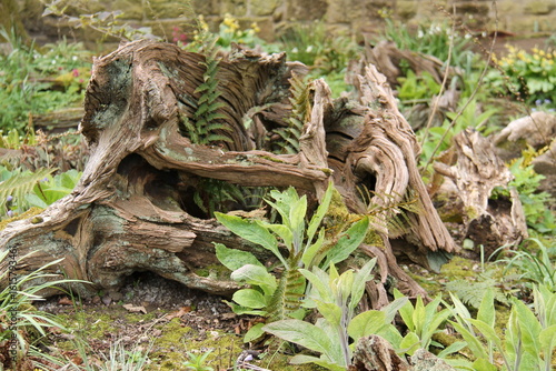 Wallpaper Mural Overgrown Tree Root in an Ornamental Garden Stumpery. Torontodigital.ca
