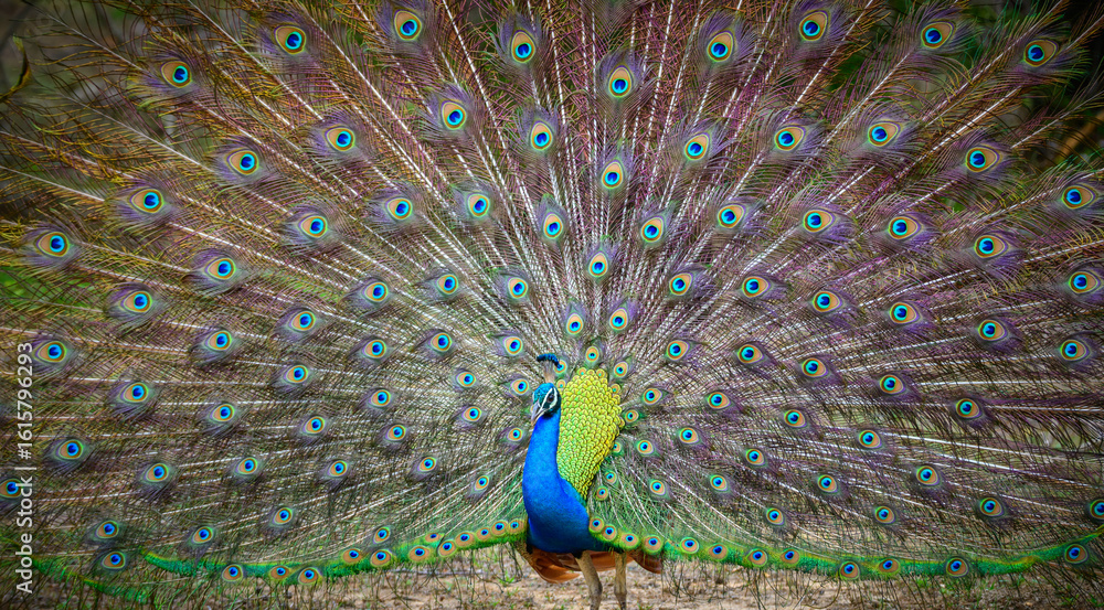 Obraz premium Peacock dance display at Yala National Park, Sri Lanka. The feathers are spread in a full fan, showing eye-like patterns