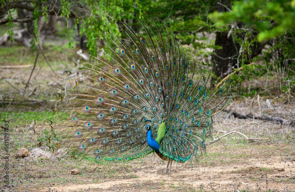 Obraz premium Peacock dance display at Yala National Park, Sri Lanka. The feathers are spread in a full fan
