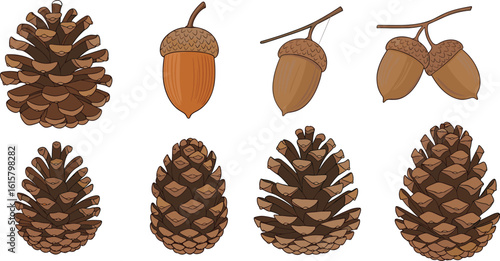 Illustration of pine cones, acorns, botanical nature drawing, forest elements, detailed vector, educational graphic, seasonal decor, high-quality artwork