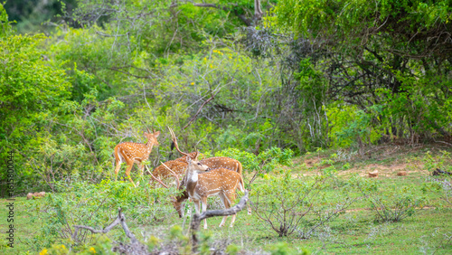 Photos Herd of Ceylon spotted deer grazing at Yala National Park, Sri Lanka