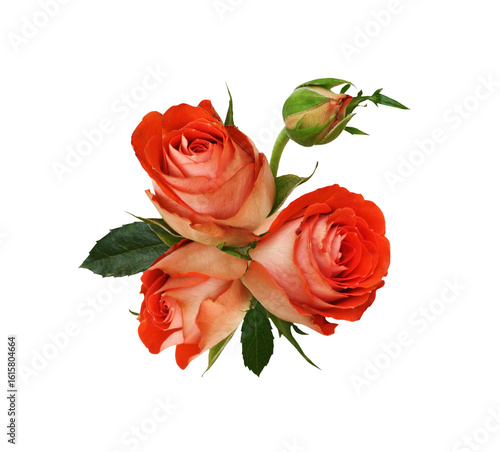 Orange rose flowers in a sm...