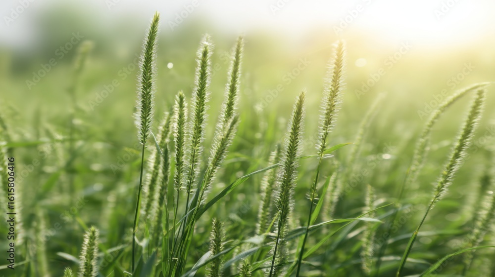 Obraz premium Sunlit outdoor scene with vibrant tall grasses, narrow leaves widening at tips,