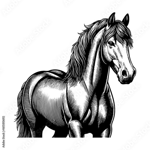Horse running up engraving black and white outline. Scratch board imitation.  illustrated in vintage line art style on a white background.