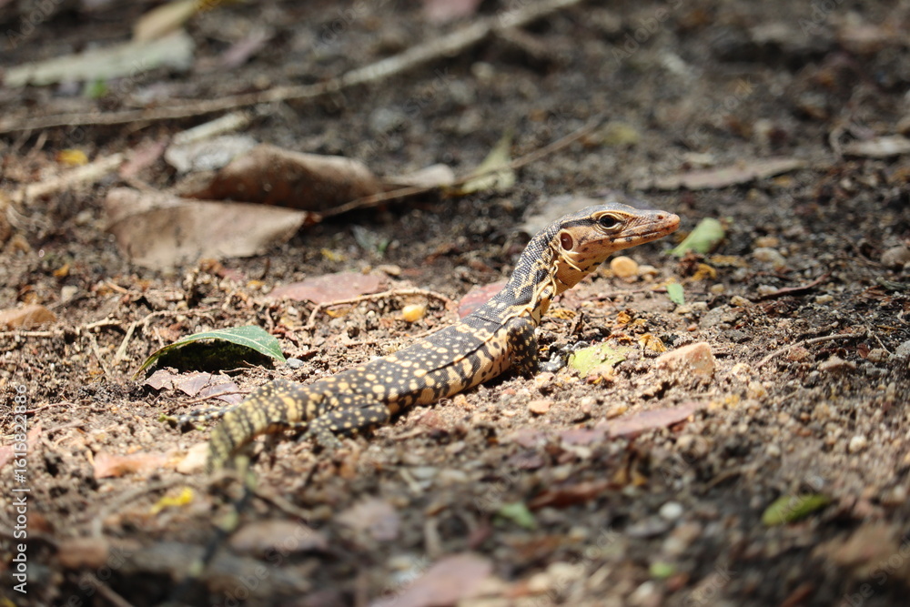 Obraz premium Monitor Lizard on Forest Floor: A close-up shot of a Monitor lizard gracefully blends into its woodland environment.