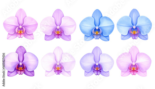 Exquisite orchid blossoms, a closeup exploration of nature's floral masterpiece in vibrant detail