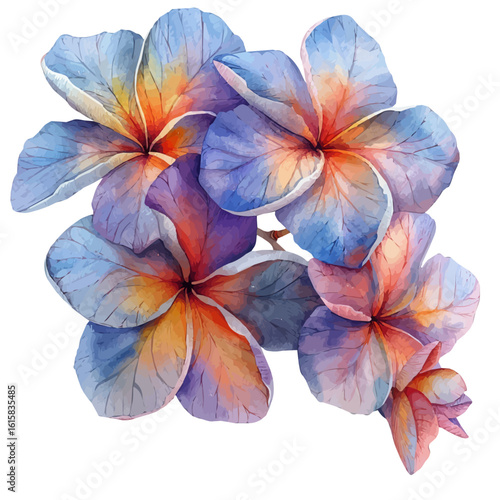 Plumeria Rubra, watercolor vector, isolated on a white background.