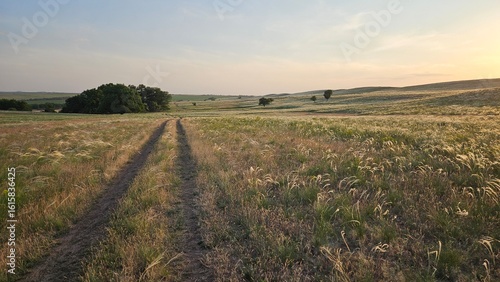 sunrise in the field dirt road in a field among green grass, road leading to a farm, sunset in the steppe 