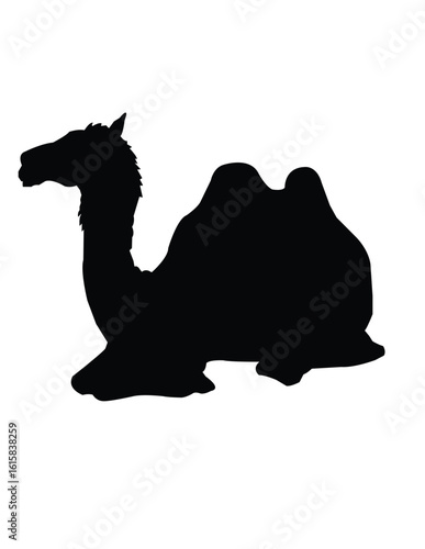 camel silhouette isolated on white