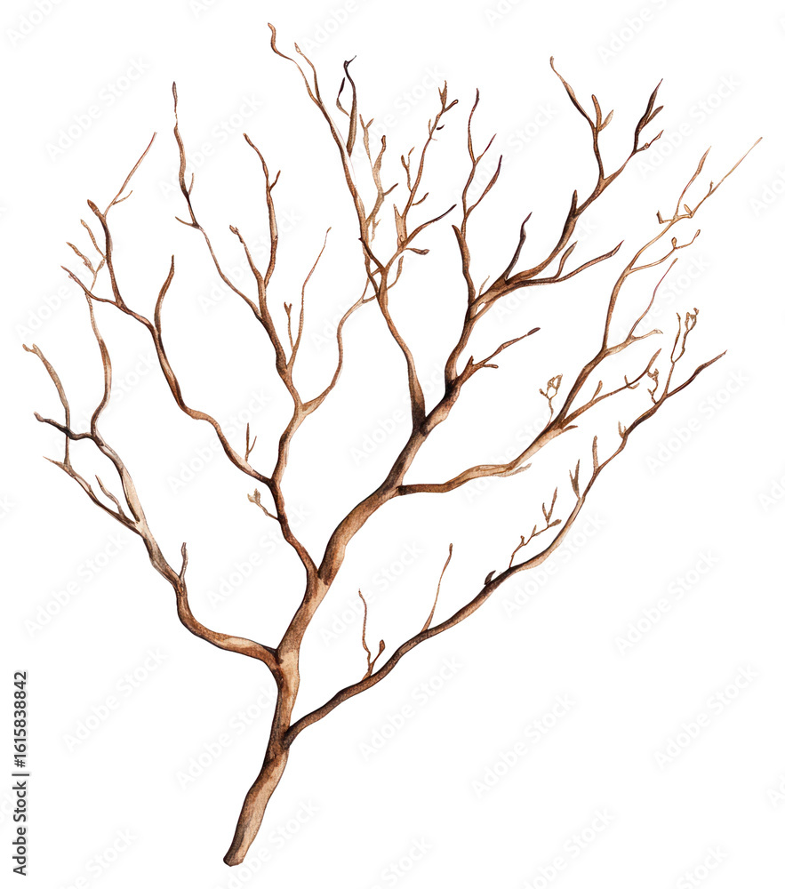 Fototapeta premium PNG Dry branchs art illustration watercolor.