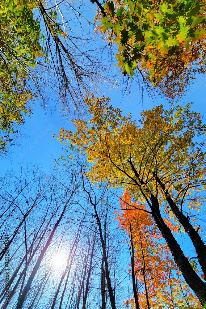 Obraz premium Beautiful Colors Under The Sky In Autumn