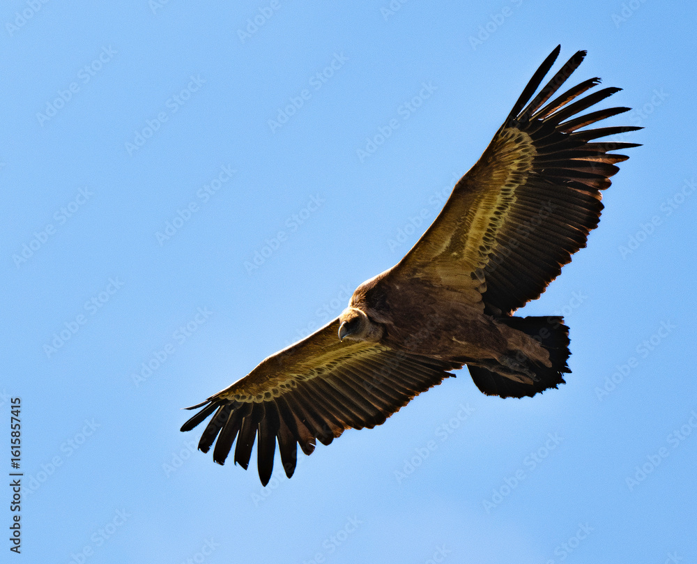 Obraz premium Vautour fauve, Gyps fulvus, Griffon Vulture, Parc naturel régional des grands causses 48, Lozere, France
