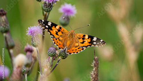 Painted Lady (Vanessa Cardui) sits on flower with open wings