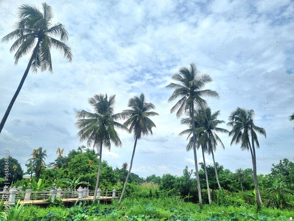 Obraz premium Coconut Trees under Cloudy Sky: A vibrant landscape showcasing tall coconut trees swaying gently under a dynamic, cloudy sky, creating a scene of natural beauty and tranquility. 