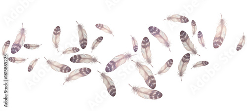 Tender feathers vector background. Easy plumelet ethnic indian graphics. Fluffy twirled feathers on white design. Plumage fluff dreams symbols.
