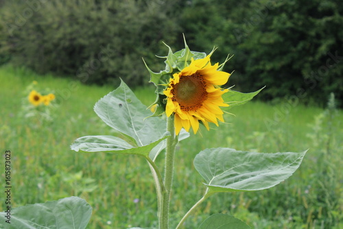 Sonnenblume