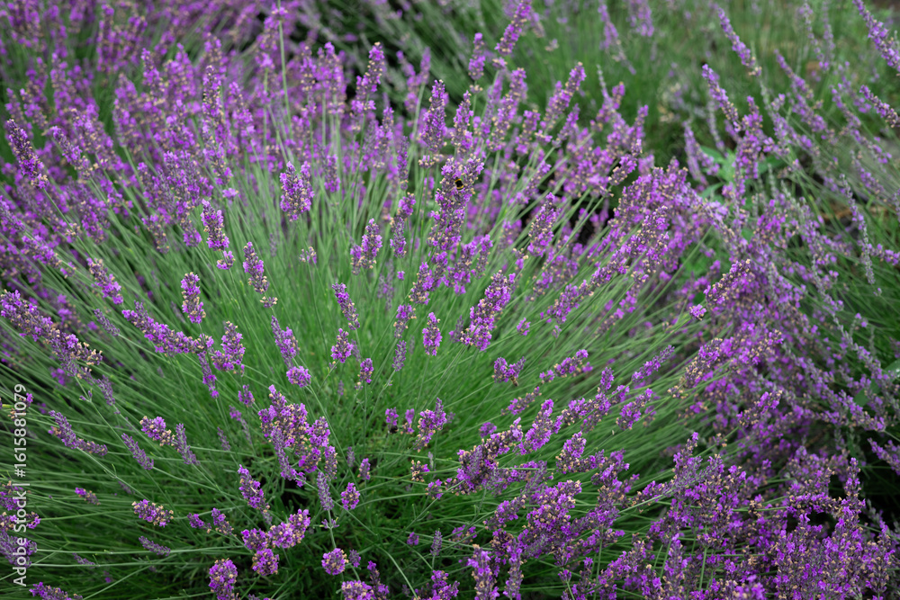 Obraz premium Close-up of lavender flowers in full bloom with soft focus, creating a dreamy natural background in summer