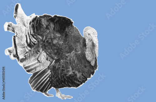 close up side view of wild turkey pixelate grayscale color halftone dotted texture style collage element isolated on blue background