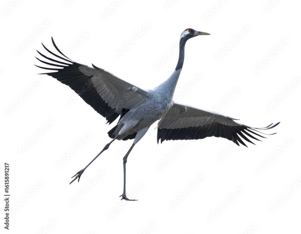 Obraz premium Majestic gray crane in flight with outstretched wings over sky