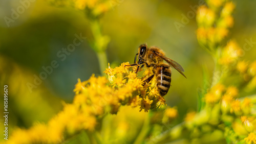 The honey bee (Apis mellifera) collects nectar from plants