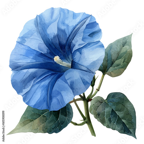 Morning Glory Flower, watercolor clipart vector, isolated on a white background.