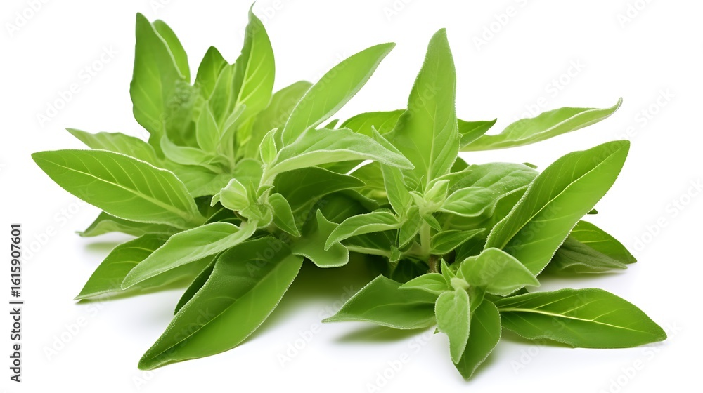 Obraz premium Sweet basil leaves isolated on white background cutout. Sweet basil herb.