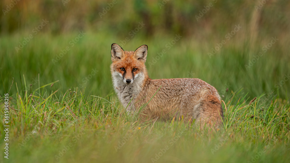Red Fox (Vulpes vulpes) hidden in green grass. Pure natural wildlife photo. Ready to hunt Red Fox (Vulpes vulpes) hidden in green grass. Pure natural wildlife photo. Ready to hunt
