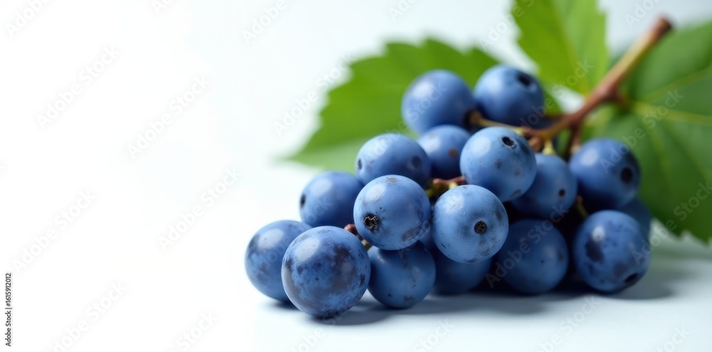Fototapeta premium A cluster of plump, wet, blue grapes on white , isolated, wet