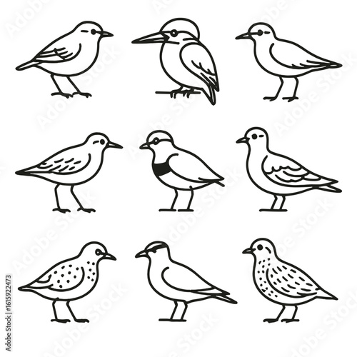 Australian Bird Icons. Line style icons of Australian birds: yellow-rumped thornbill, azure kingfisher, greater sand plover, sharp