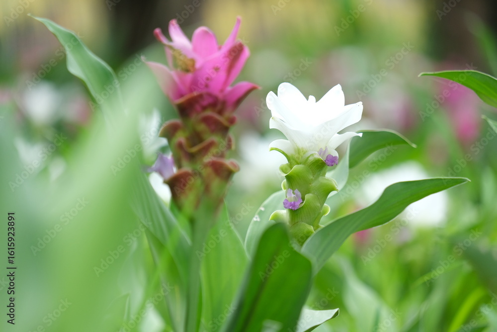 Fototapeta premium lily of the valley