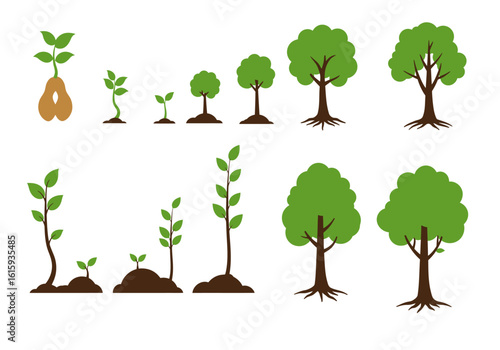 Illustration depicts tree growth stages showing seed sprout to sapling to a full tree