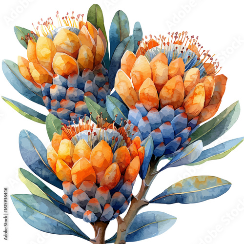 Leucospermum Flower, watercolor drawing vector, isolated on a white background.