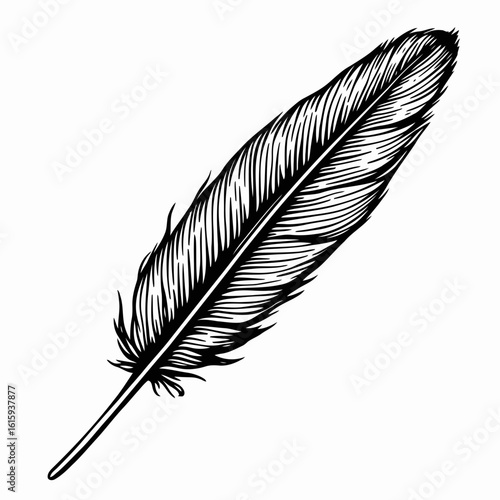 White background isolation of a single fluffy black bird feather, perfect for illustrations, calligraphy, or as a natural art object