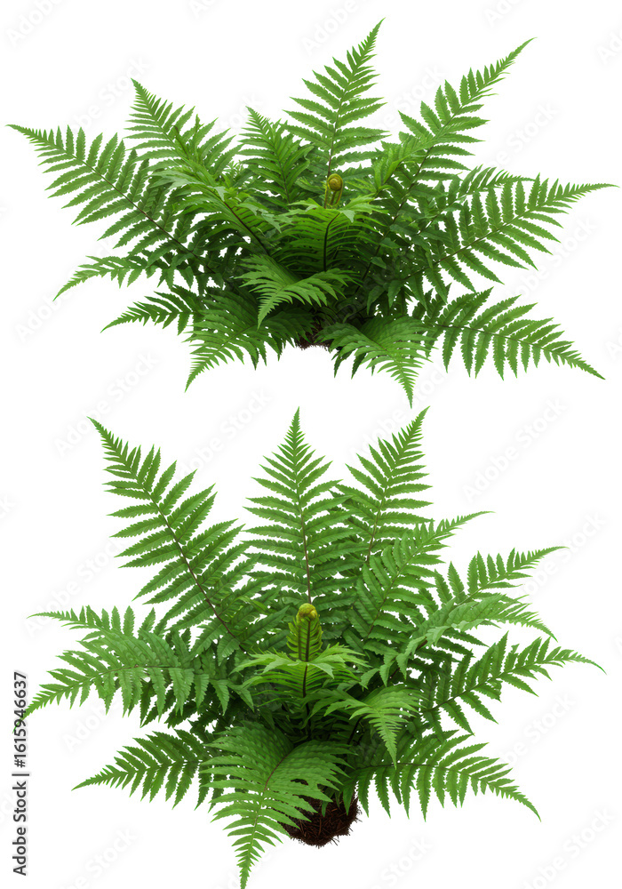 Naklejka premium Three vibrant Boston ferns, Nephrolepis exaltata, with lush, detailed fronds, healthy and well-formed, on a pristine plain transparent background, no shadows, high-angle shot, bright even