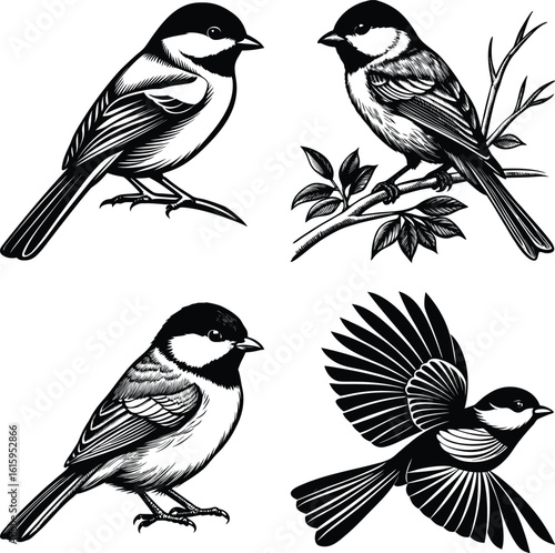 sparrow vector illustration style flat black silhouette, silhouette of sparrow or titmouse in different poses, black and white, sparrow icon or logo illustration
