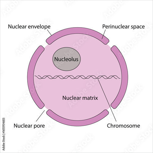 Cell Nucleus Diagram with Detailed Structures