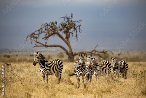 View of a dazzle of zebras standing in a dry, golden field under the expansive sky, with a bare tree silhouetted against the horizon, Kimana, Kajiado County, Kenya.