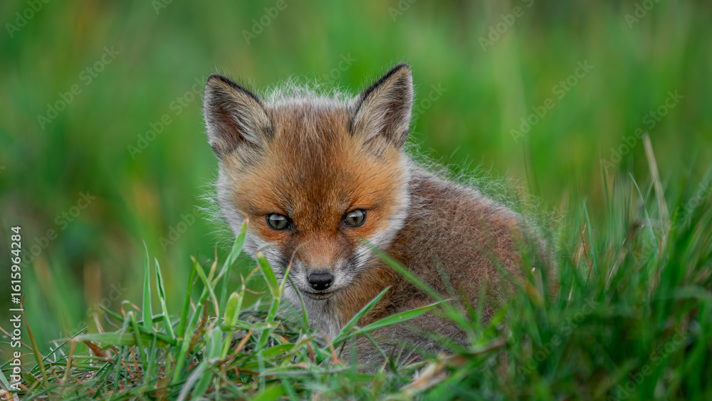 Obraz premium Small cub Red Fox (Vulpes vulpes) resting on the grass