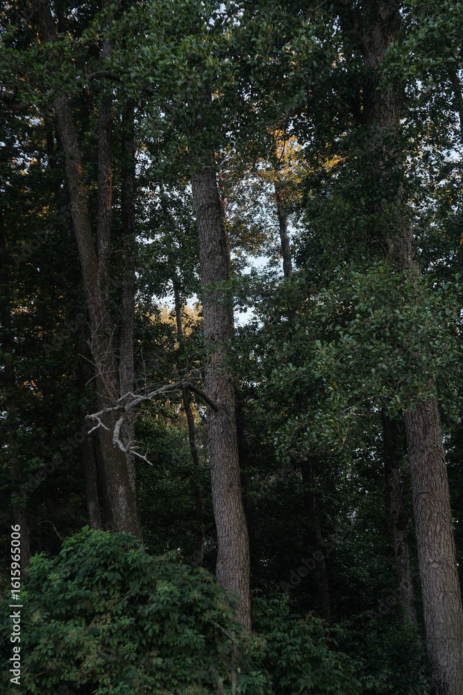 Obraz premium Tall Forest Trees at Dawn. Sunlight pierces through the dense canopy of a lush green forest, highlighting tall tree trunks.
