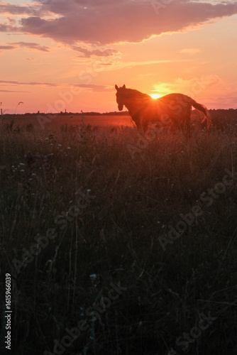 Silhouetted horse grazing at sunset, with an orange sky, casting a serene and atmospheric scene over a dark field.