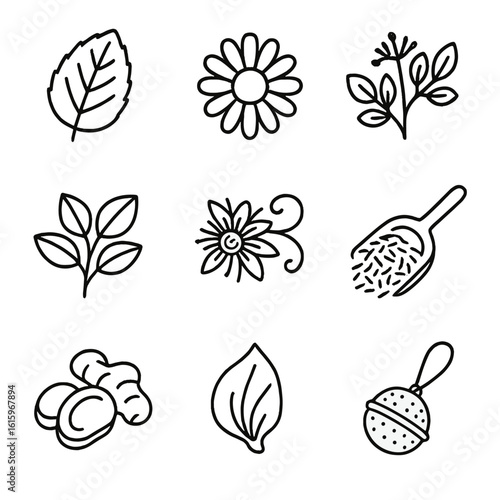 Herbal Tea Icons. Line style icons of Herbal Teas: peppermint leaf, chamomile flower, valerian root, lemon balm sprig,