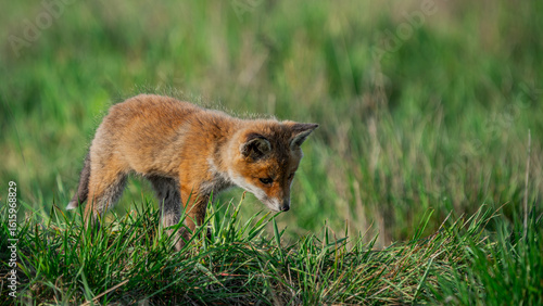 Small Young Red Fox (Vulpes vulpes) looking for a food