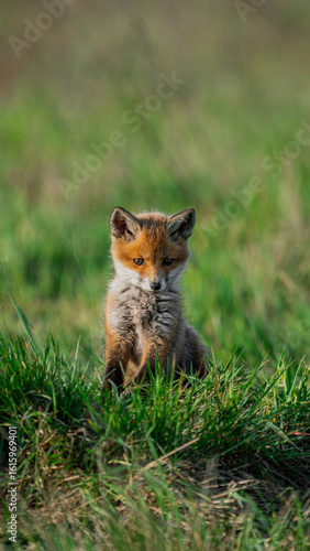 Red fox (Vulpes vulpes) watchful cub standing in a meadow