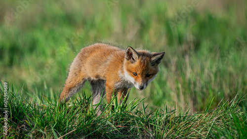 Cub Red Fox (Vulpes vulpes) looking for a food