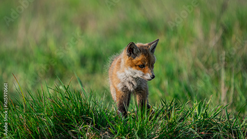 Small Young Red Fox (Vulpes vulpes) looking for a food