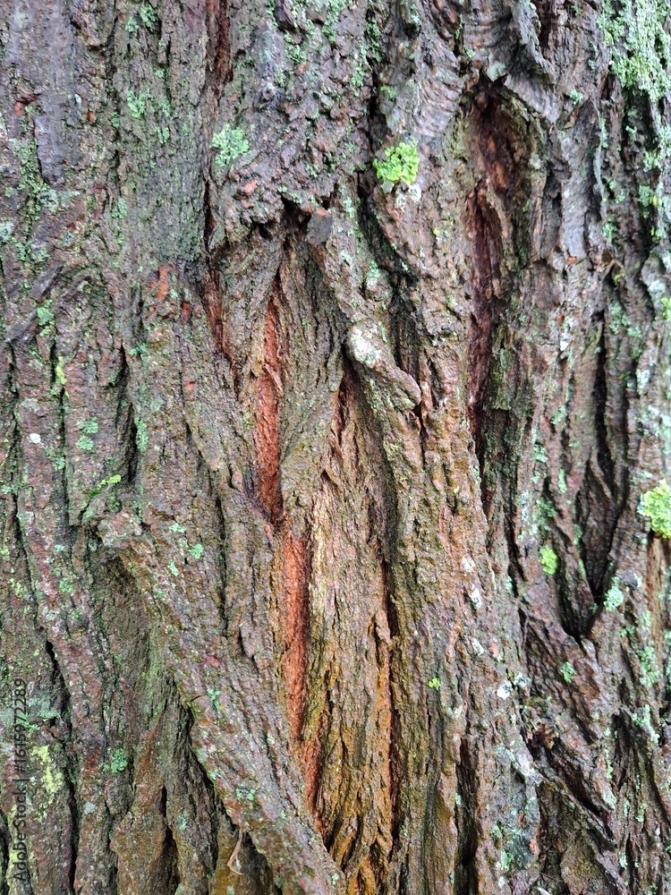 Fototapeta premium Detailed texture of tree bark with vertical cracks and reddish-brown tones. Natural rough surface of a mature tree.