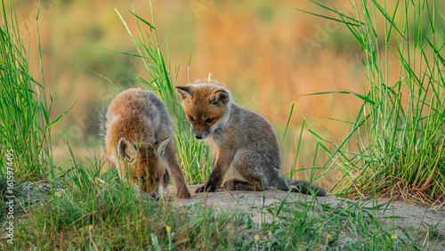 Baby Red Foxes (Vulpes vulpes) playing near den