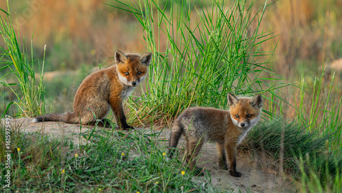 Red Fox cubs (Vulpes vulpes) playing on green grass