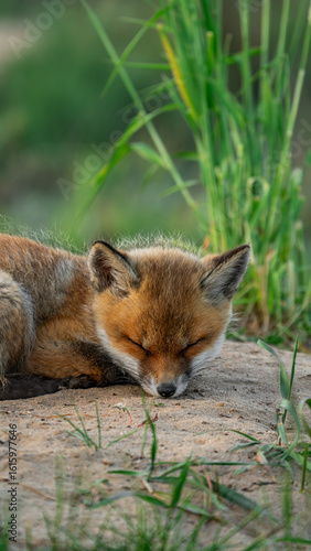 Baby Red Fox (Vulpes vulpes) sleeping on the sand near den
